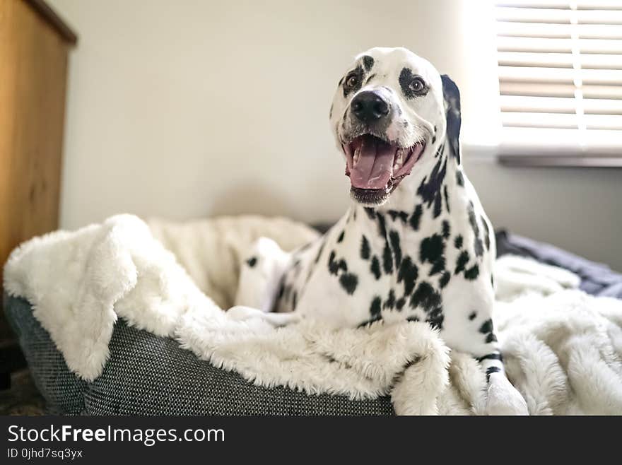 Dalmatian on Pet Bed