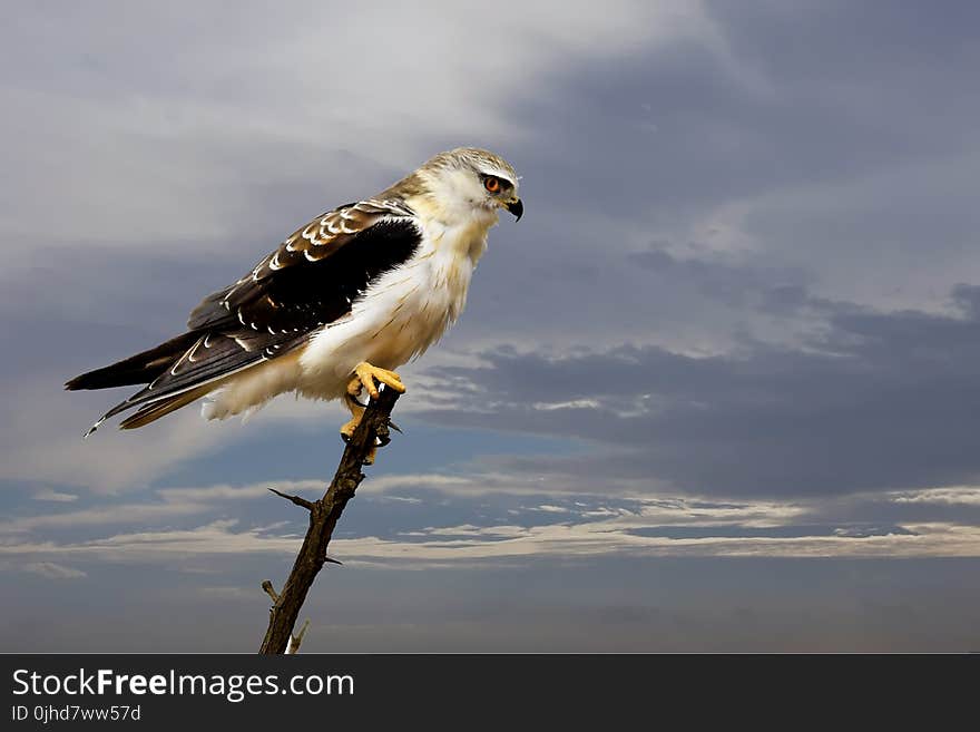 Selective Focus of Bald Eagle