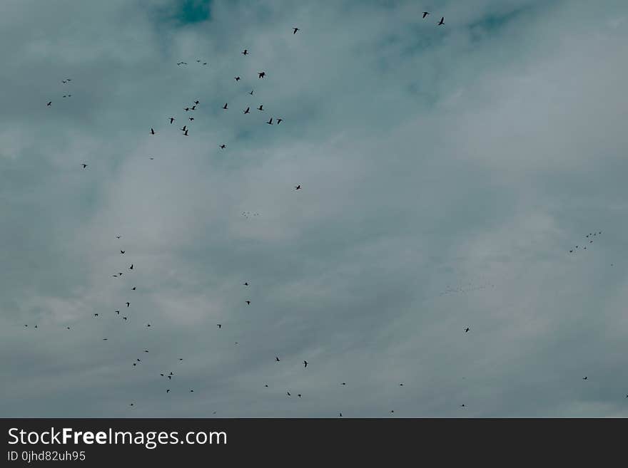 Flock Of Birds Flying Under Cloudy Sky