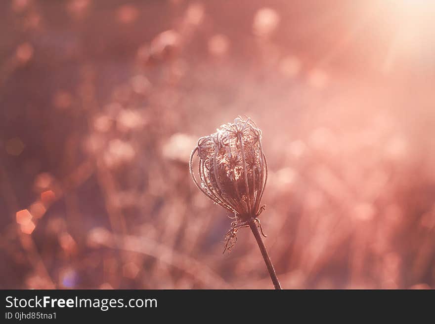 Shallow Focus Photography of Flower