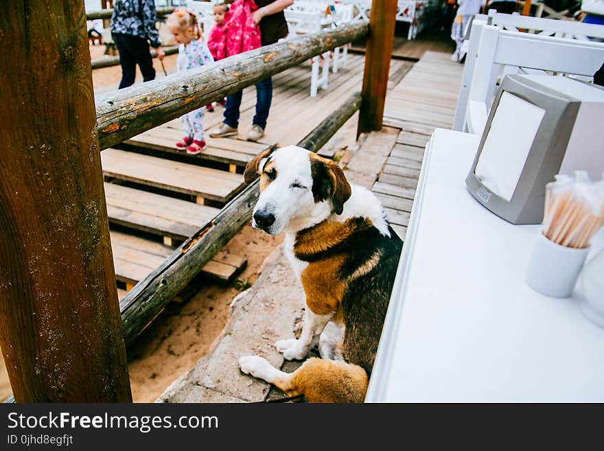 Tricolor Coonhound Beside Table