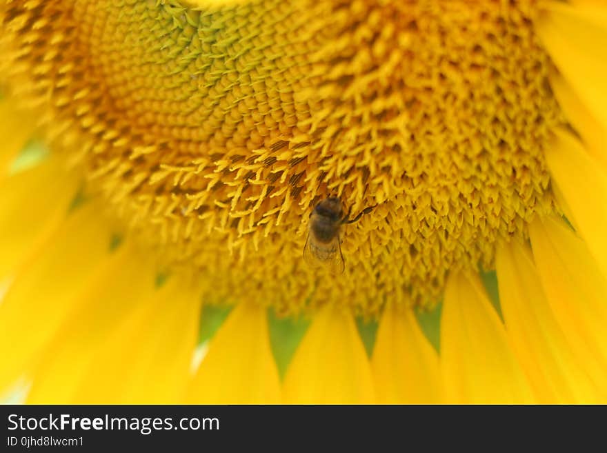 Micro Photo of Honey Bee of Yellow Sunflower Flower