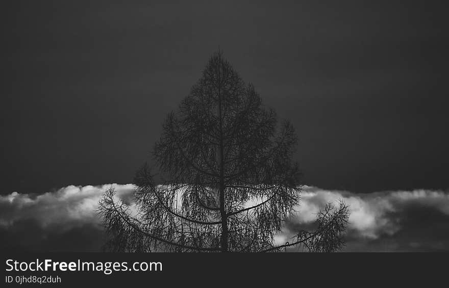 Silhouette If Tree in Grayscale Photography