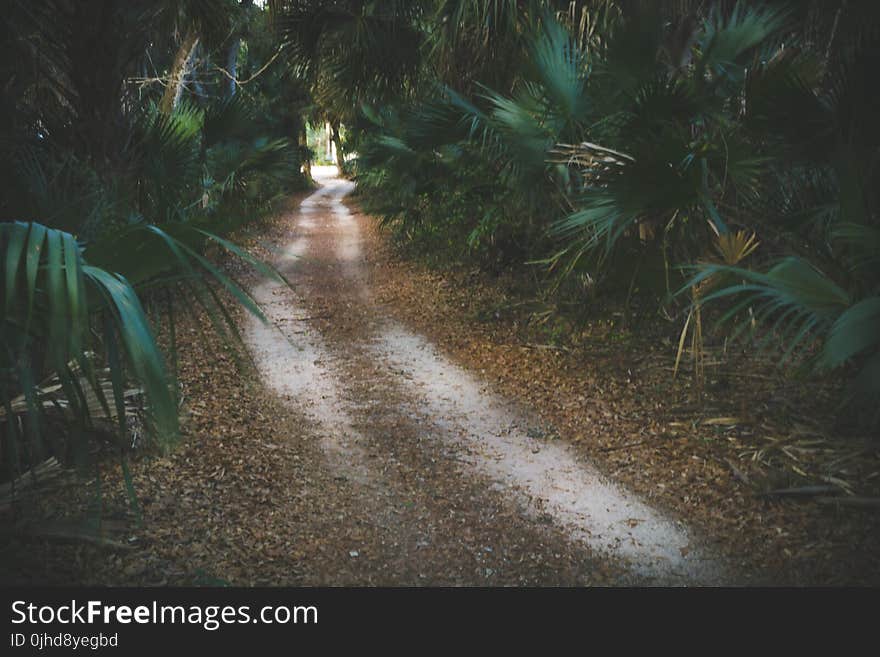 Pathway Surrounded by Green Palm Plants at Daytime