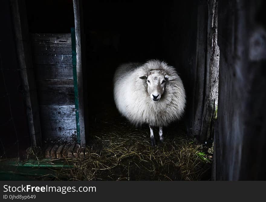 Black And White Photo Of Sheep