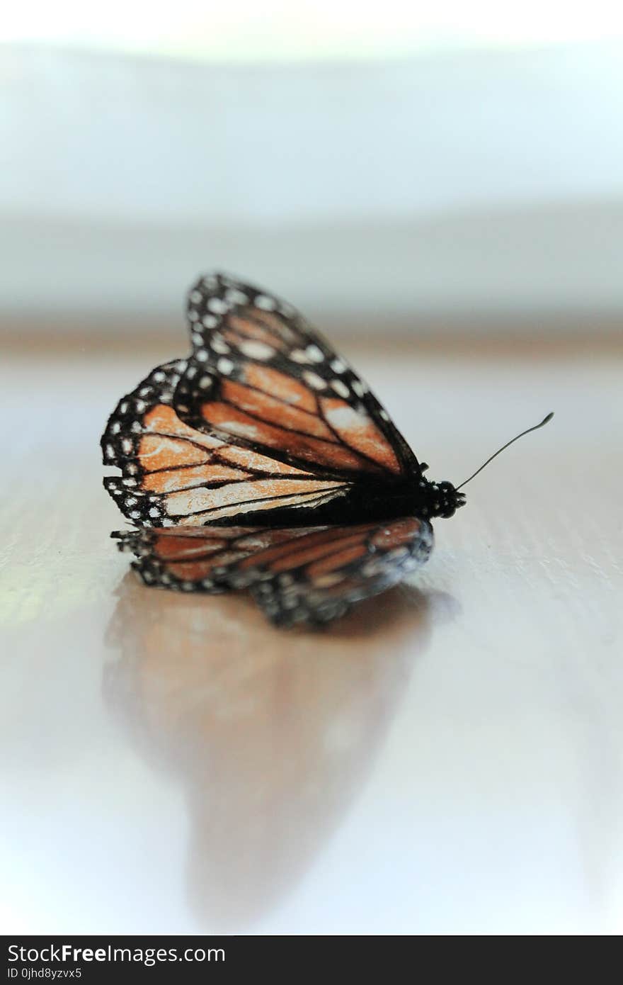 Monarch Butterfly on Brown Surface in Closeup Photo