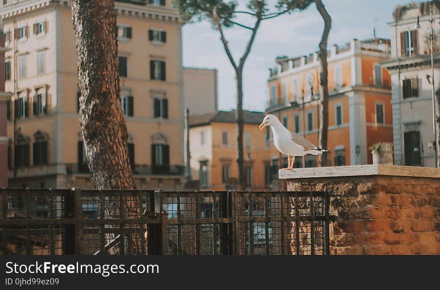 Perched Seagull
