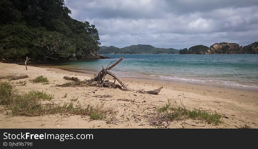 Driftwood on Shore