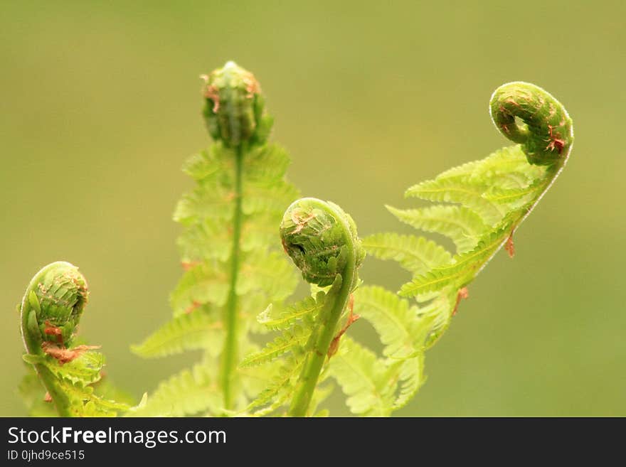 Close Up Photo of Green Plants