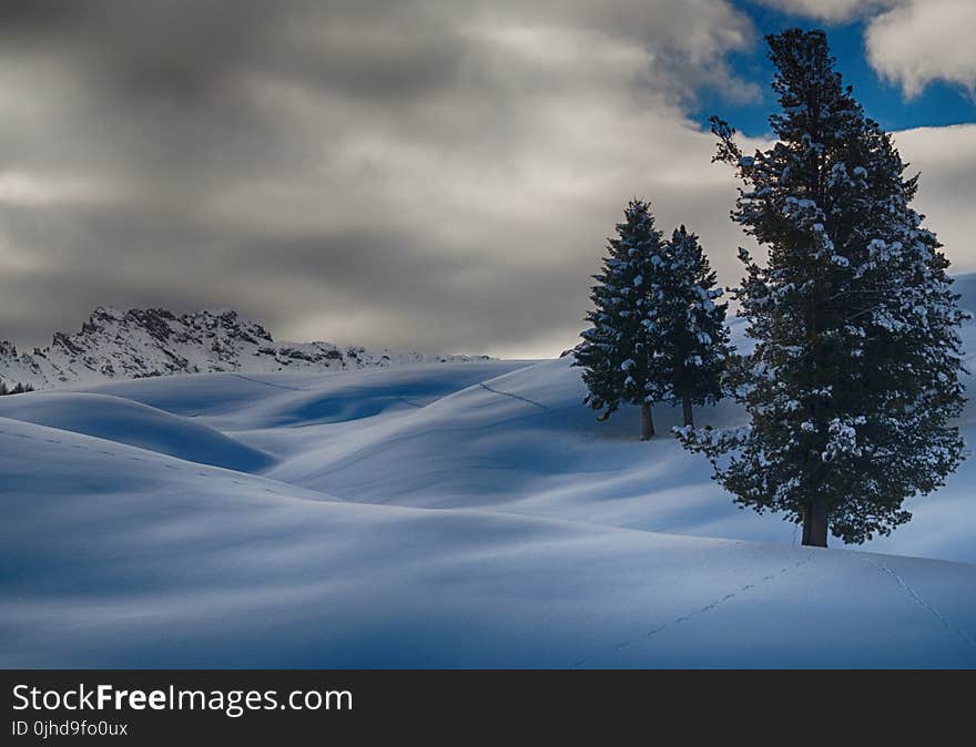 Time Lapse Photography of Three Trees Covered With Snow