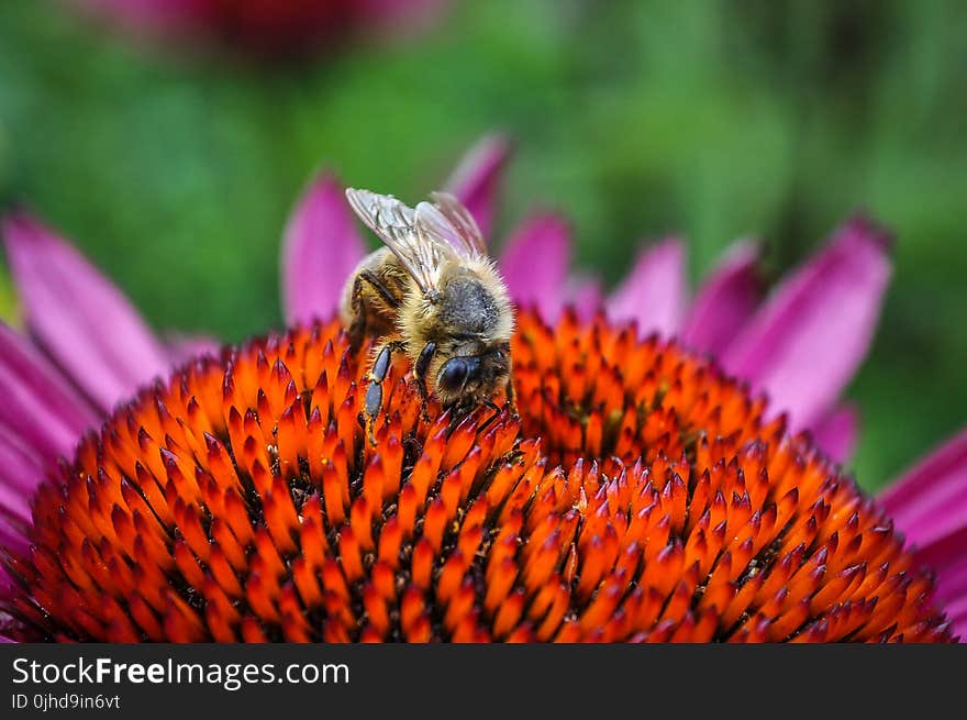 Bee On Flower