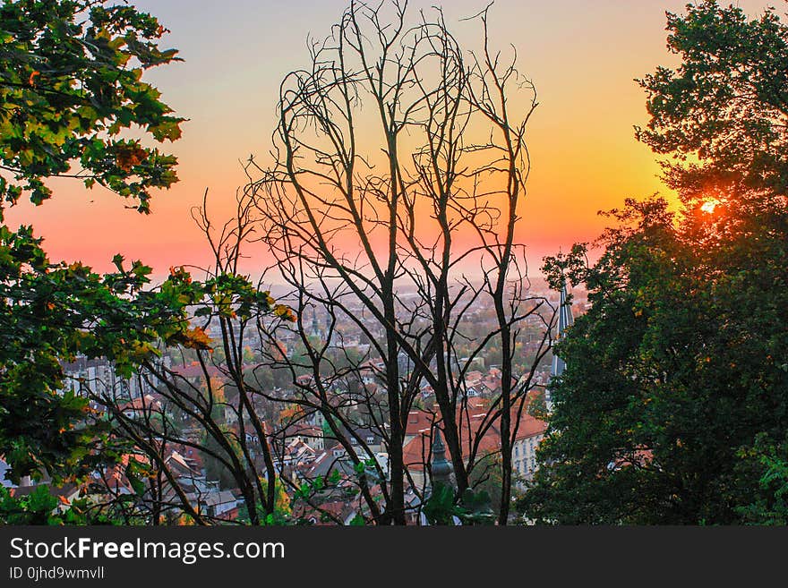 Silhouette Of Trees During Sunset