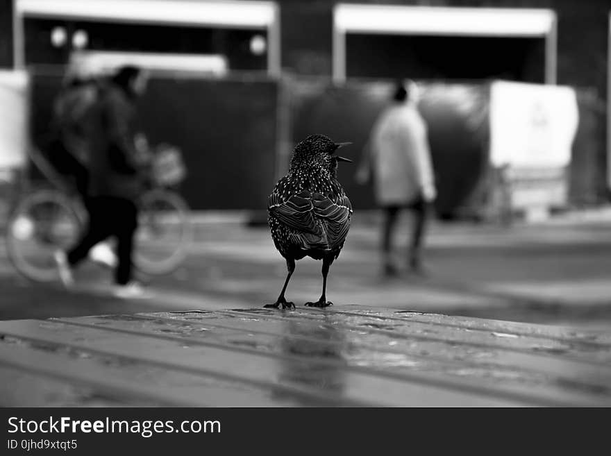 Grayscale Photography of Chicken on Surface