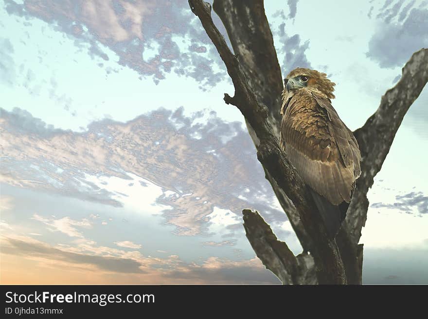 Brown Bird on the Tree Branch