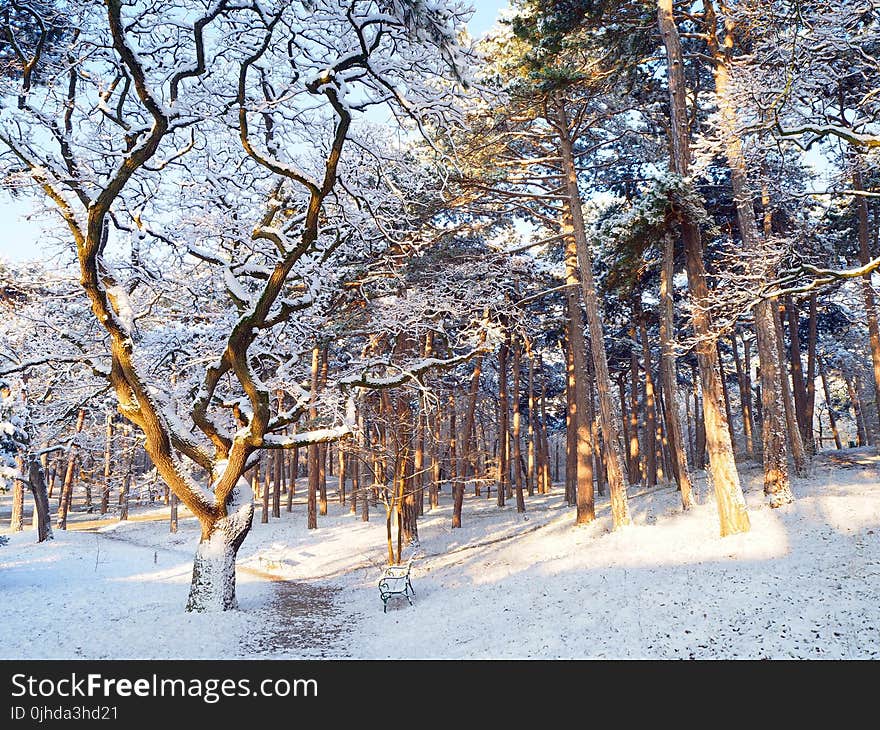 Woodland during Snow at Daytime