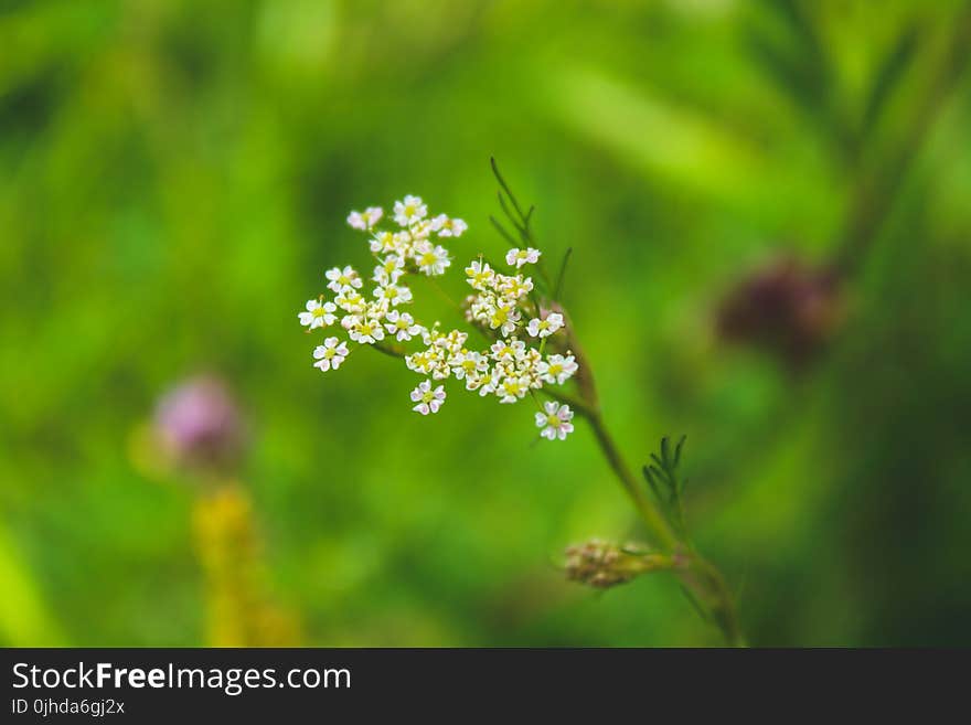 Selective Focused of White Petaled Flower