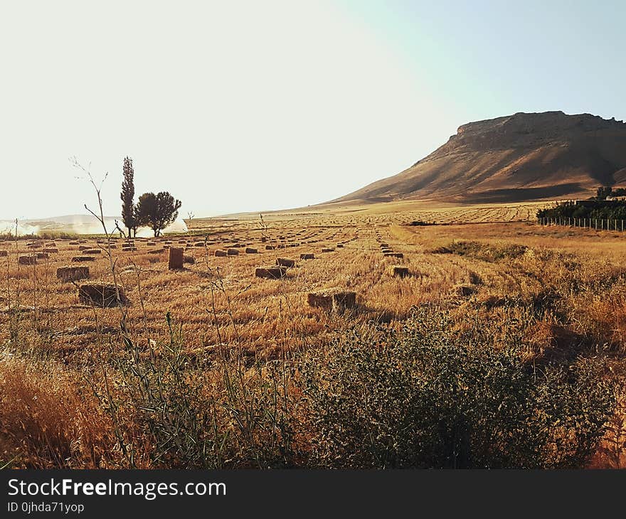 Brown Mountain and Brown Grass Field