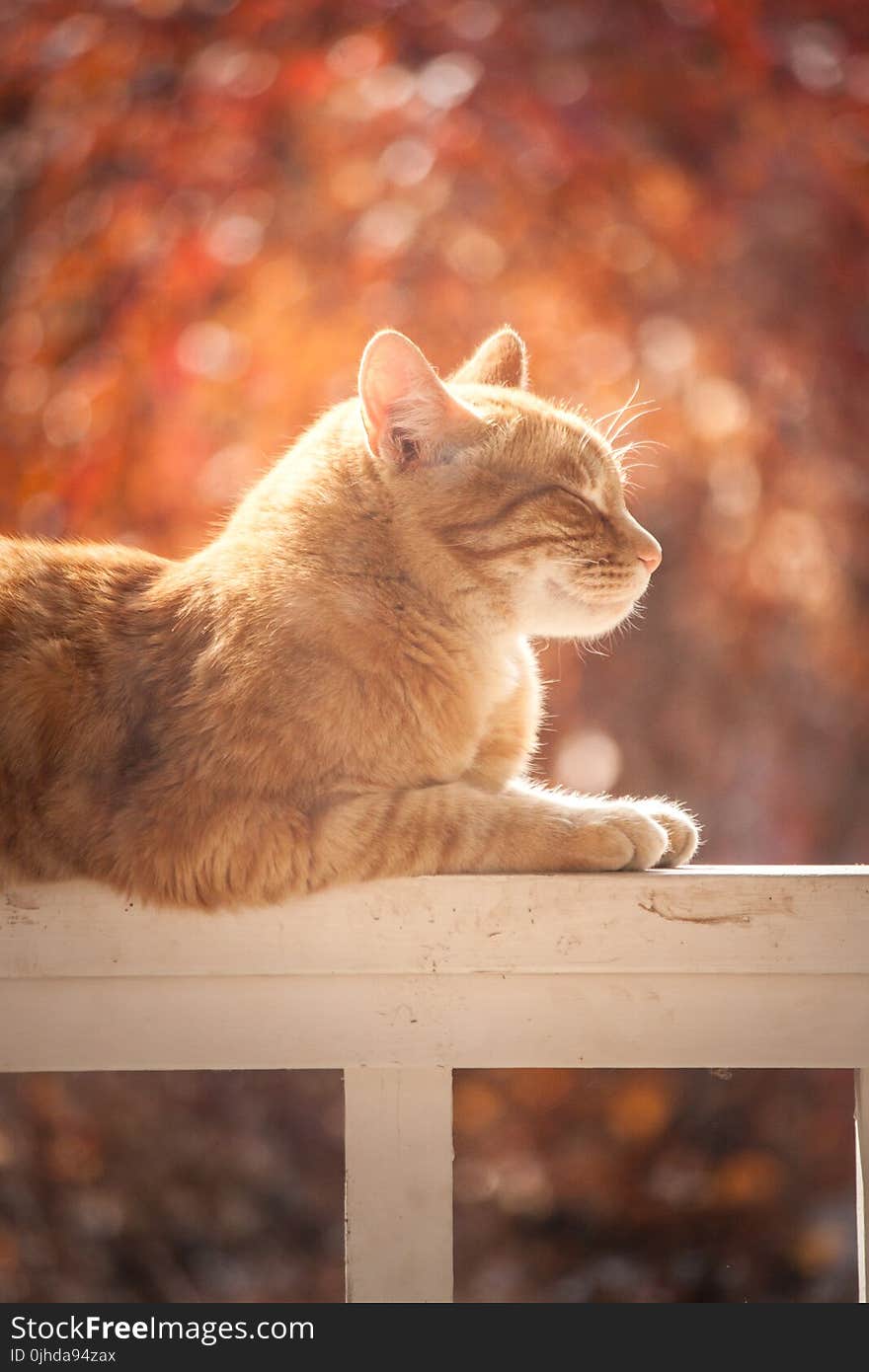 Tabby Cat On White Wooden Fence