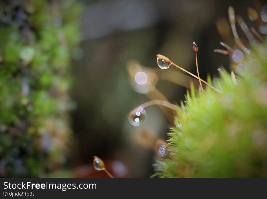 Dew Drops On Green Grass Close Up Photo