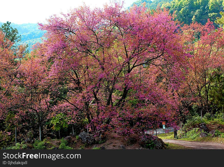 Pink Flowering Tree Beside Road At Daytime