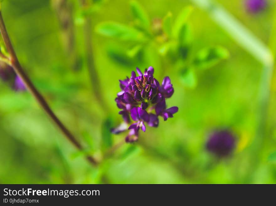 Close-Up Photography of Violet Flowers