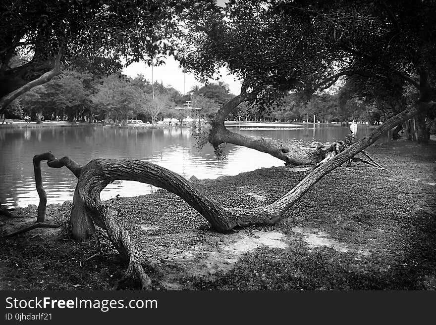 Gray Scale Photography of Body of Water Surround by Trees