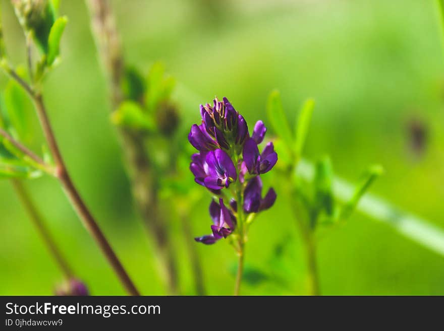 Purple Petaled Flowers