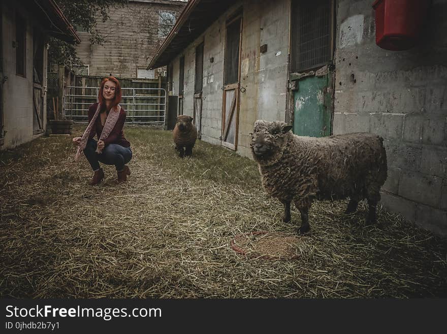 Woman Doing Squat Near the Gray Sheep