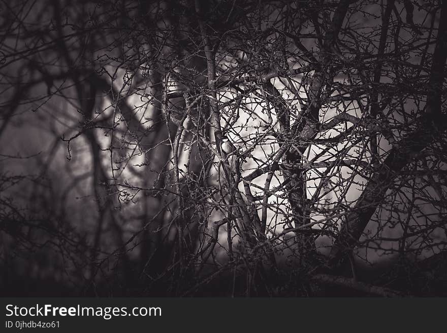 Grayscale Photography Of Eerie Treee