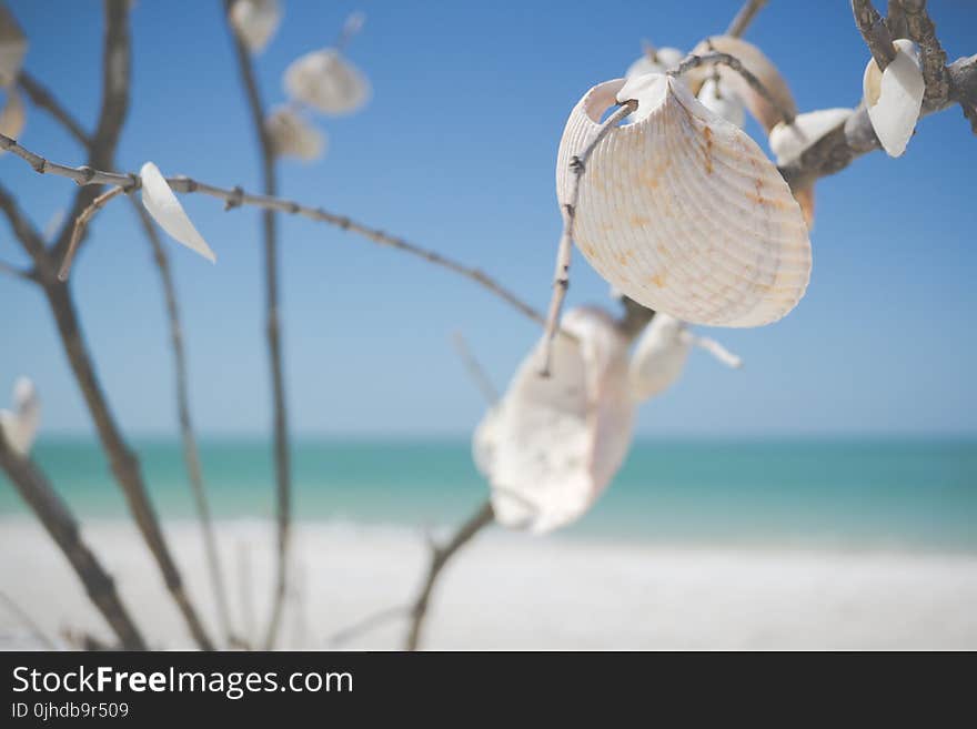 White Decorative Shells