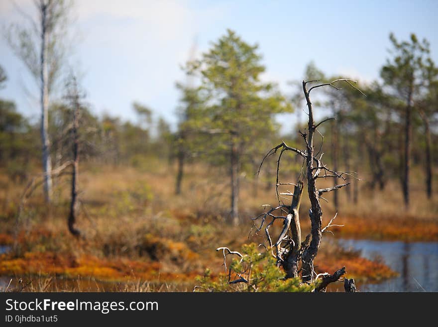 Selective Focus of Tree Trunk