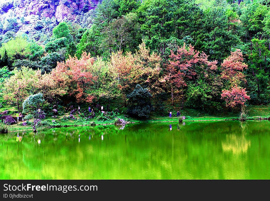 Green Grassy Field Landscape Photography