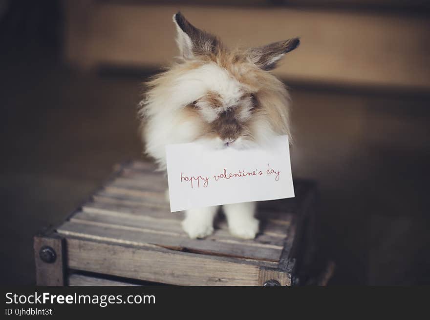 Brown and White Biting a Valentines Day Card