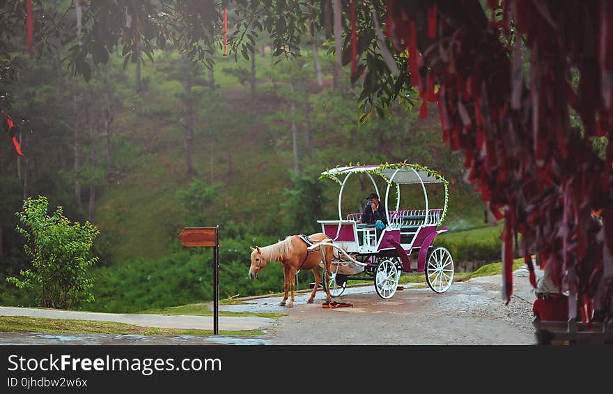 Man Riding Horse Carriage