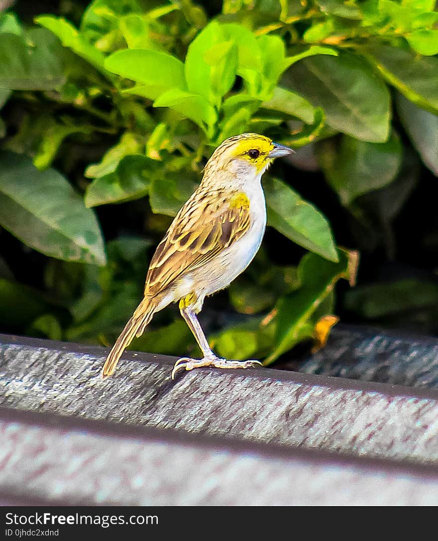 Brown and White Sparrow Bird