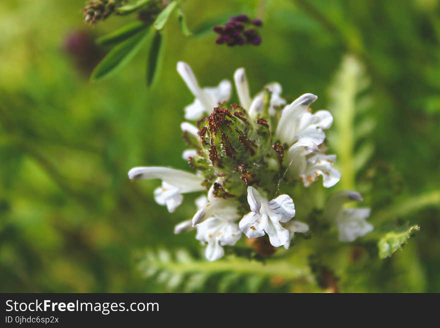 Focus Photography of White Flowers