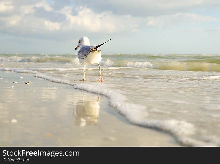 White and Gray Bird Standing on Seaside