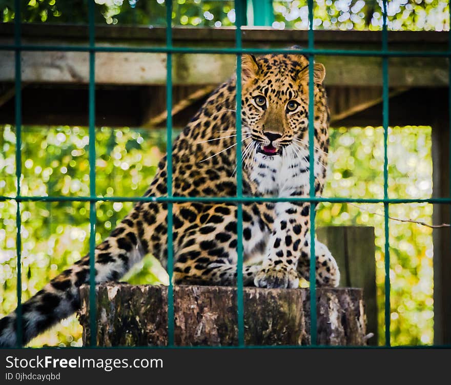 Photo of Leopard Inside the Cage