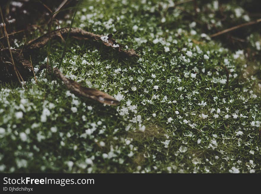 Close-up Photography of Grass