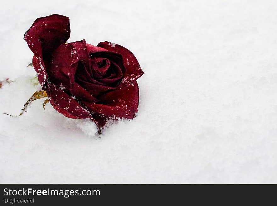 Red Rose On Snow