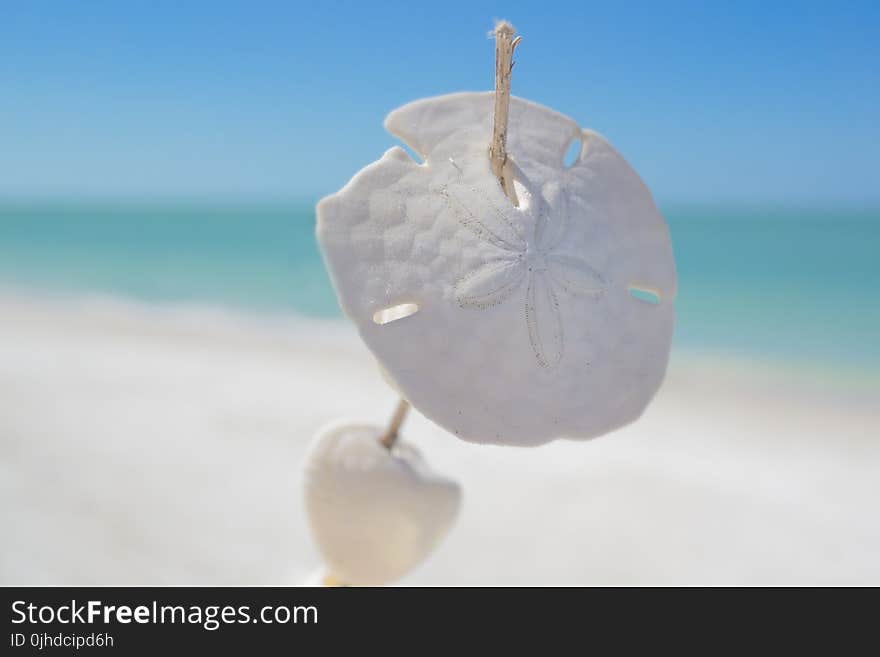 White Sand Dollars Pierced by Stick Selective-focus Photography With Beach on Background at Daytime