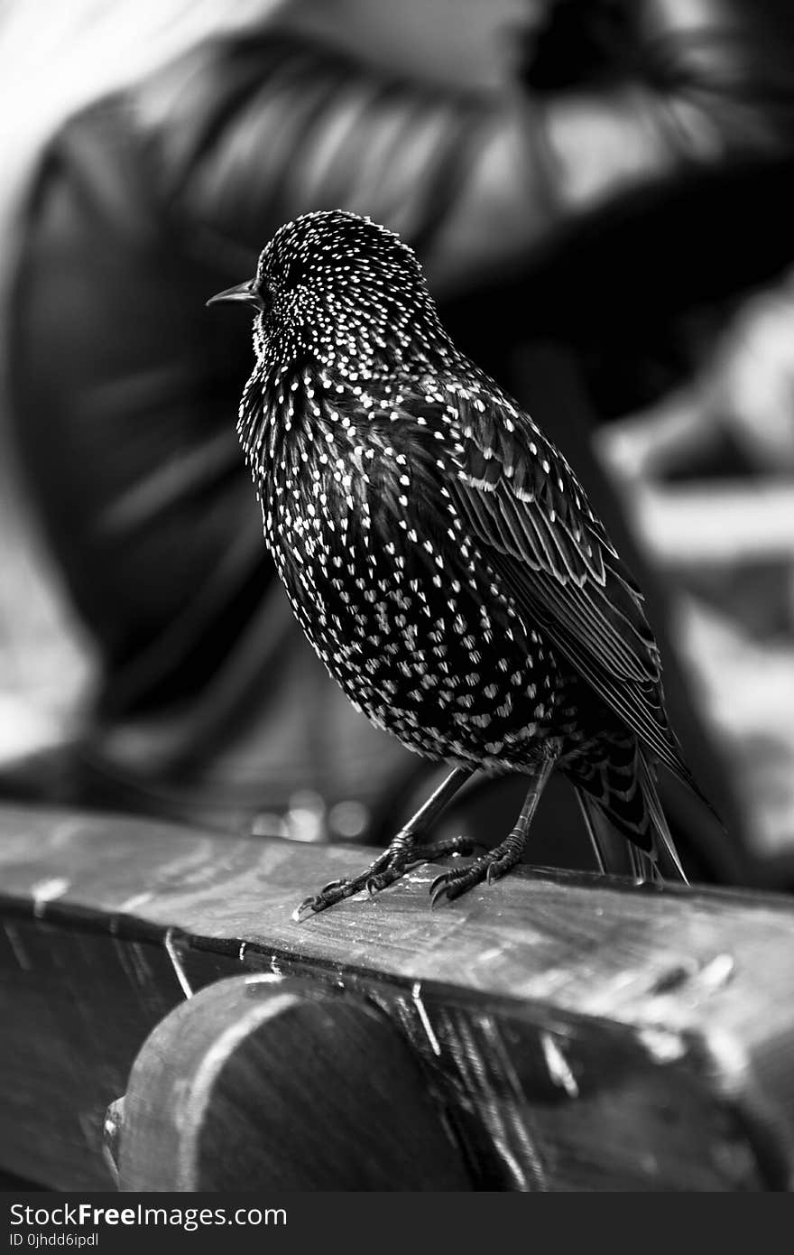 Grayscale Photo of Short Beaked Bird on Wooden Chair