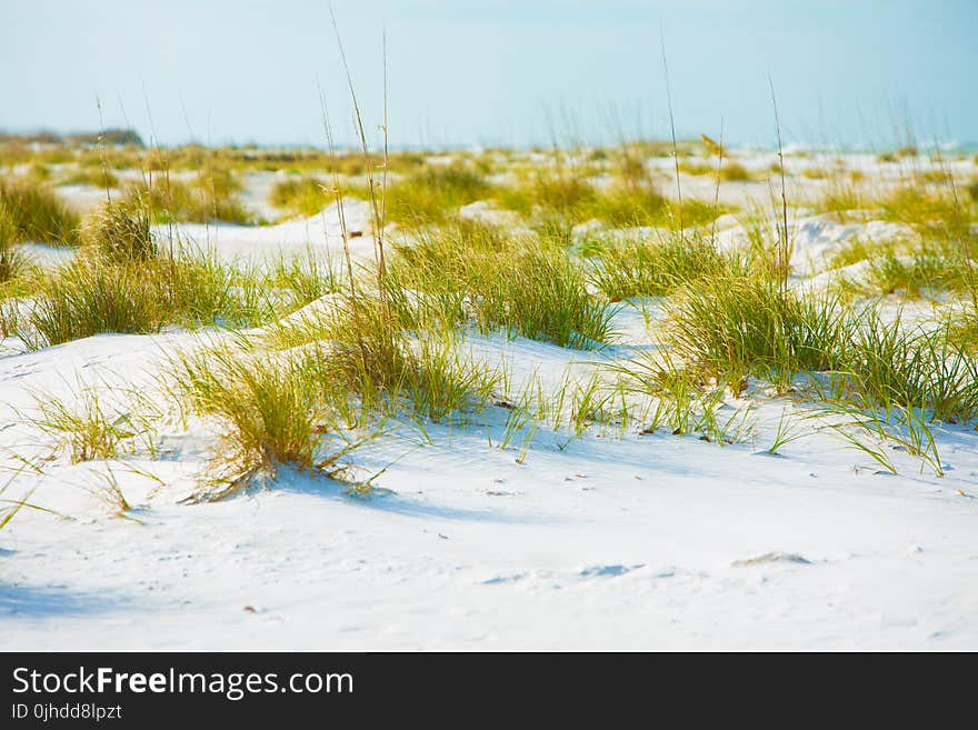 Photography of Grass on Sand