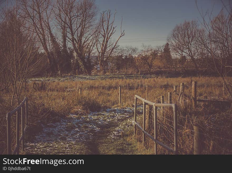 Person Taking Photo of Pathway With Grass Field in Sepia Photography