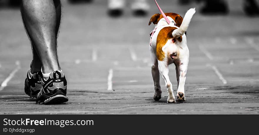 Selective Photography Of Person Walking A Dog