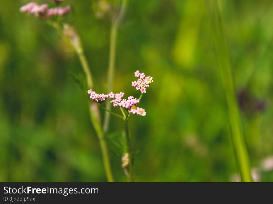 Cluster Pink Petaled Flowers in Bloom at Daytime