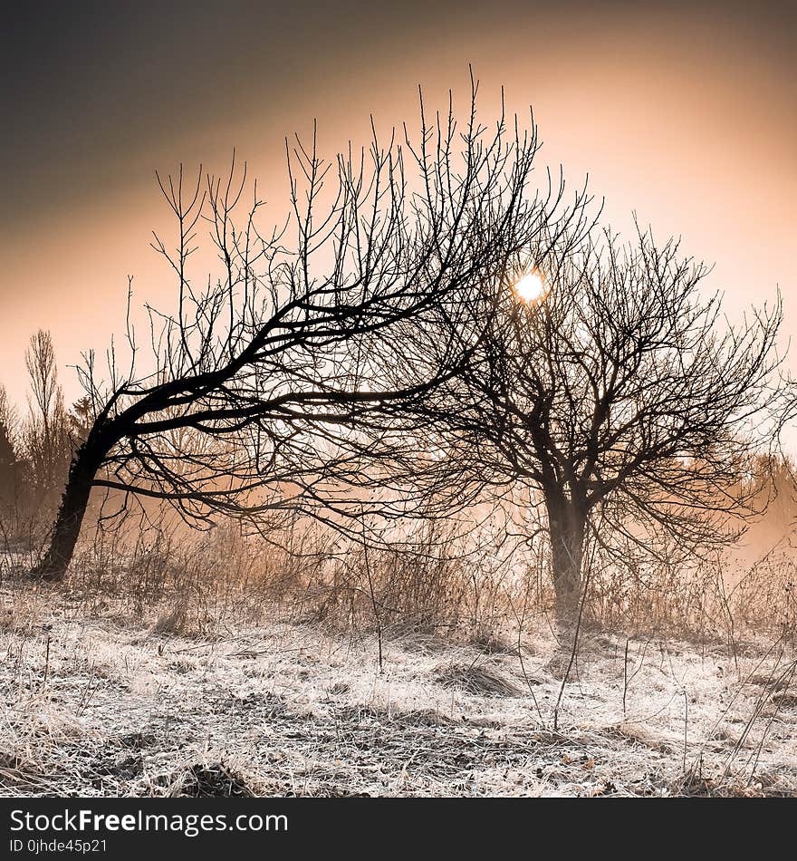 Leafless Trees During Golden Hour