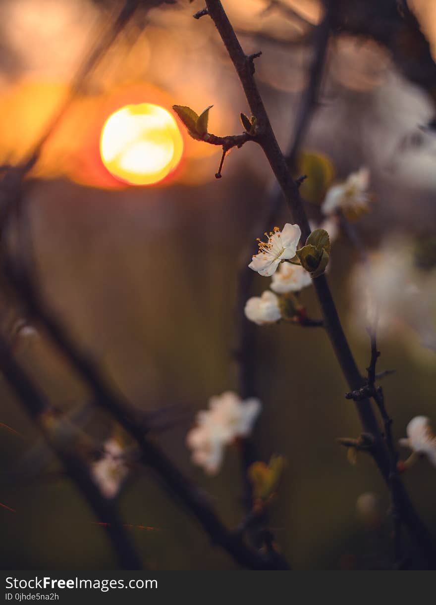 Close-Up Photography of Flowers During Sunset