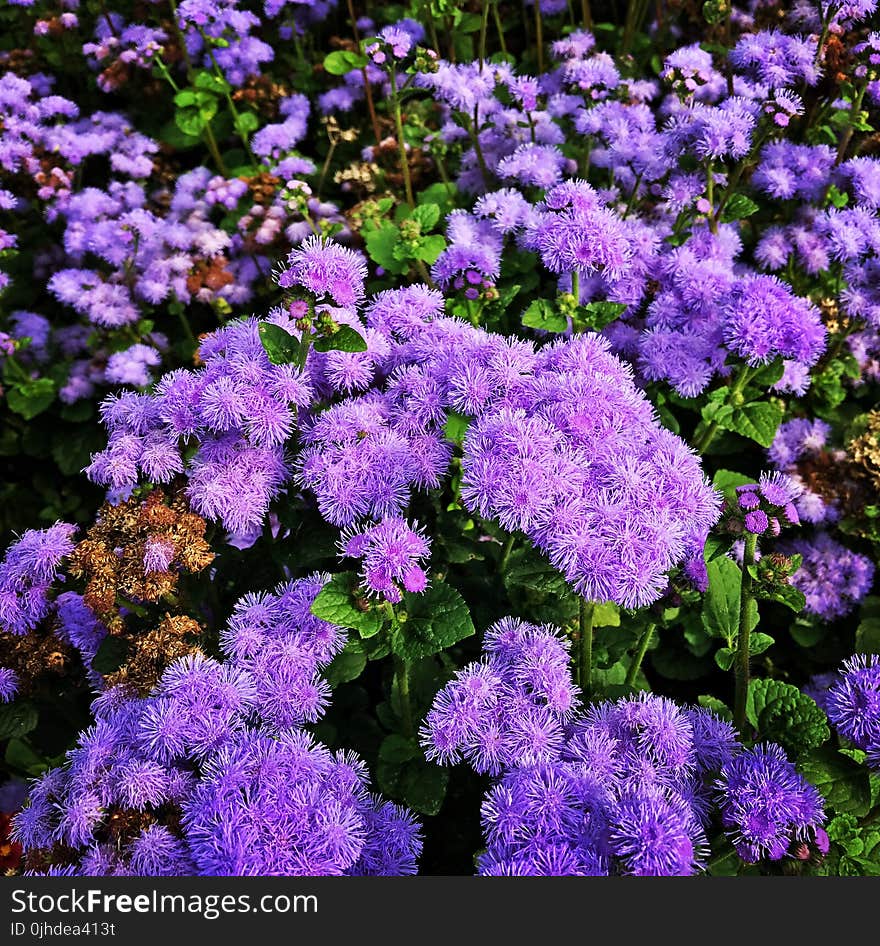 Purple Petaled Flowers