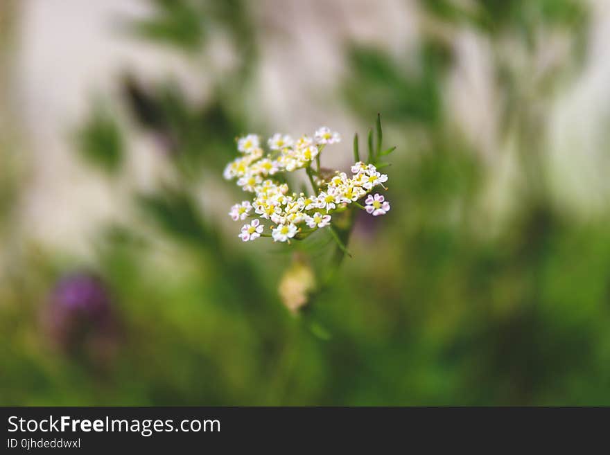 Shallow Focus Photography of White-and-yellow Flowers